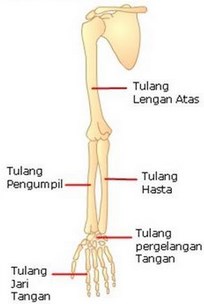 Tulang Penyusun Rangka Tubuh Manusia Dan Jumlahnya - UtakAtikOtak.com